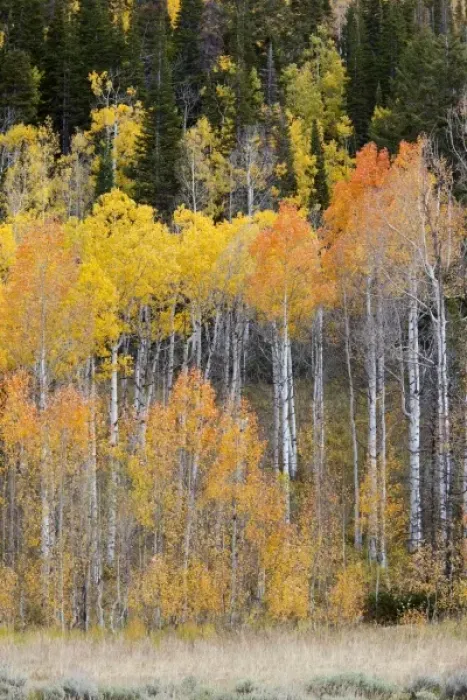 Framed Print : USA, North America, Utah