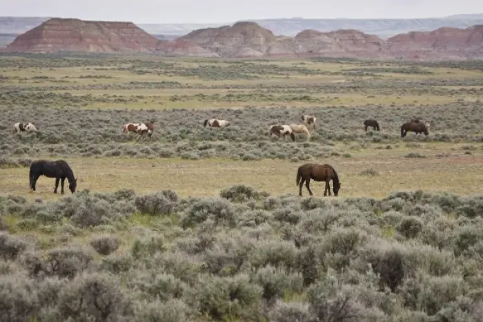 Framed Print : USA, North America, Wyoming