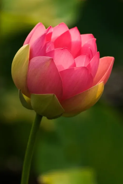Framed Print : USA; North Caroilna; Lotus with back lighting Framed Print : USA; North Caroilna; Lotus with back lighting
