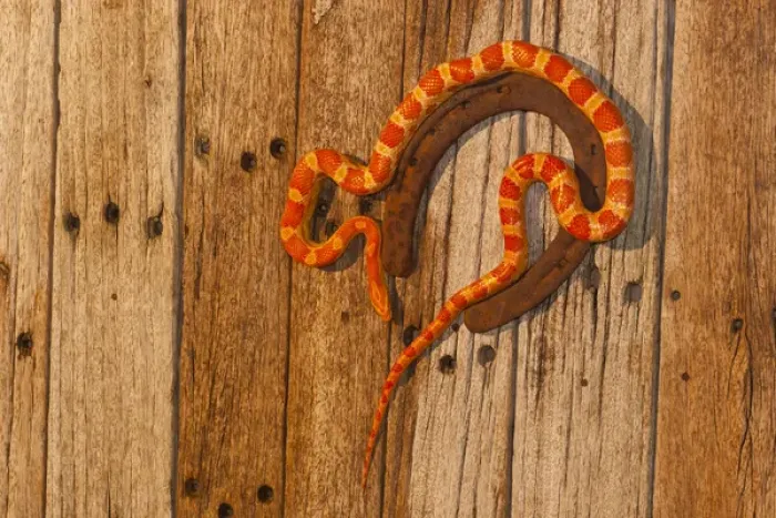 Framed Print : USA, North Carolina. Amelanistic corn snake climbing on horseshoe