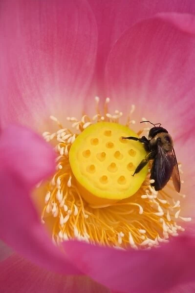 USA; North Carolina; Bee on the center of a lotus blossum
