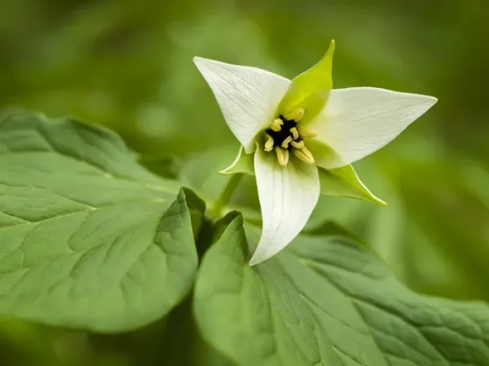 Framed Print : USA, North Carolina, Blue Ridge Parkway, White trillium blooming Framed Print : USA, North Carolina, Blue Ridge Parkway, White trillium blooming