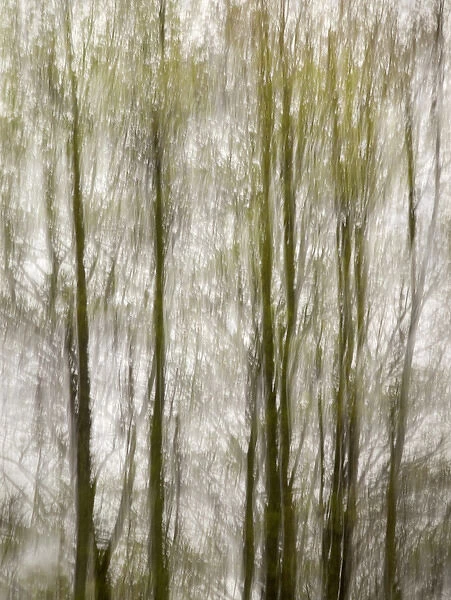 USA, North Carolina, Blue Ridge Parkway, Abstract of trees created by moving camera