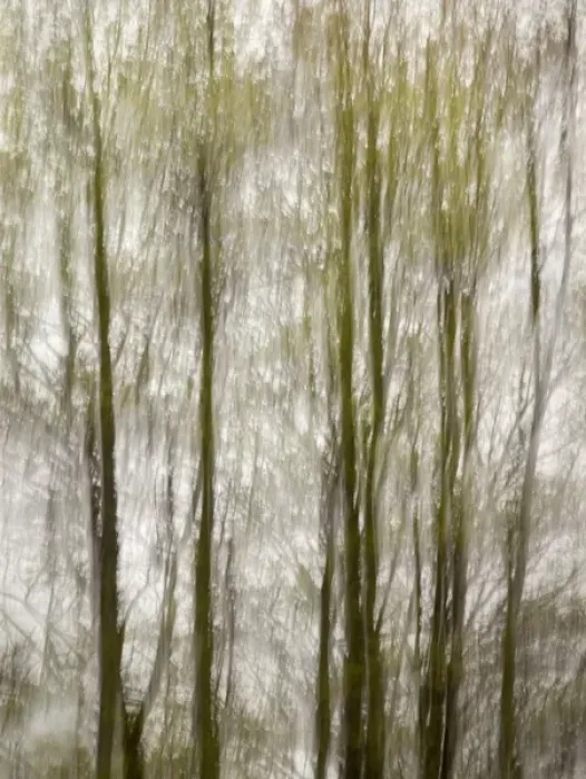 Framed Print : USA, North Carolina, Blue Ridge Parkway, Abstract of trees created by moving camera