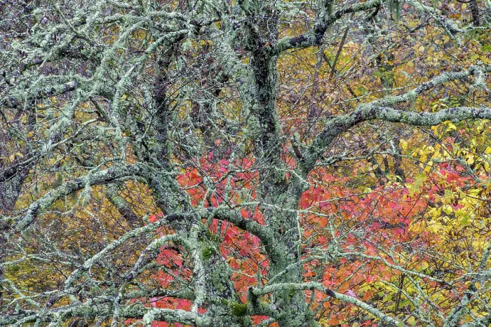 Framed Print : USA, North Carolina, Blue Ridge Parkway. Lichen-covered tree in forest. ©Don Paulson  /  Jaynes Gallery  /  DanitaDelimont.com