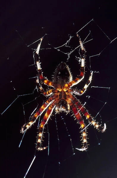 USA, North Carolina, Burlington, Barn Spider (Araneus cavaticus)