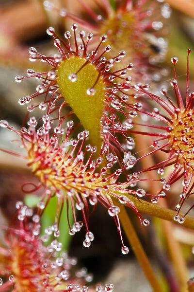 USA, North Carolina. Close-up of carnivorous sundew plant