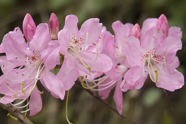 USA, North Carolina. Close-up of catawba rhododendron flowers