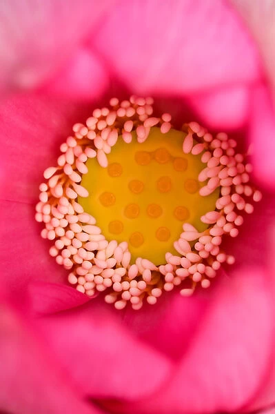 USA; North Carolina; Close-up of center of lotus