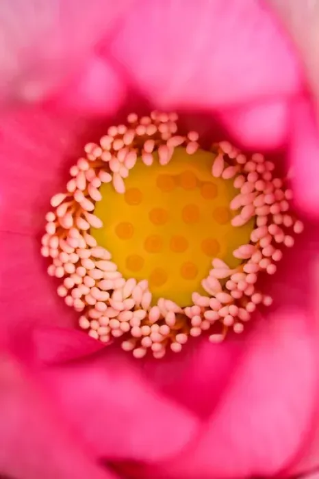 Framed Print : USA; North Carolina; Close-up of center of lotus Framed Print : USA; North Carolina; Close-up of center of lotus