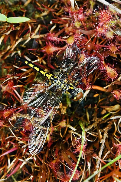 USA, North Carolina. Close-up of dragonfly on carnivorous sundew plant. Credit as