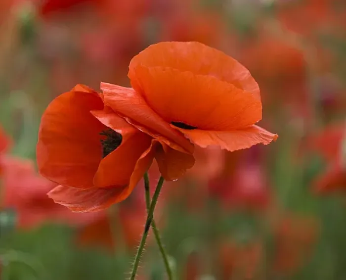Framed Print : USA, North Carolina. Close-up of poppy. Credit as: Nancy Rotenberg  /  Jaynes Gallery