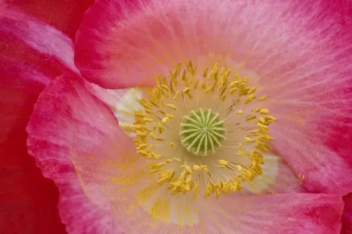 Framed Print : USA, North Carolina. Close-up of poppy interior
