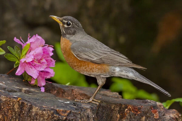 USA, North Carolina. Close-up of robin standing on rock
