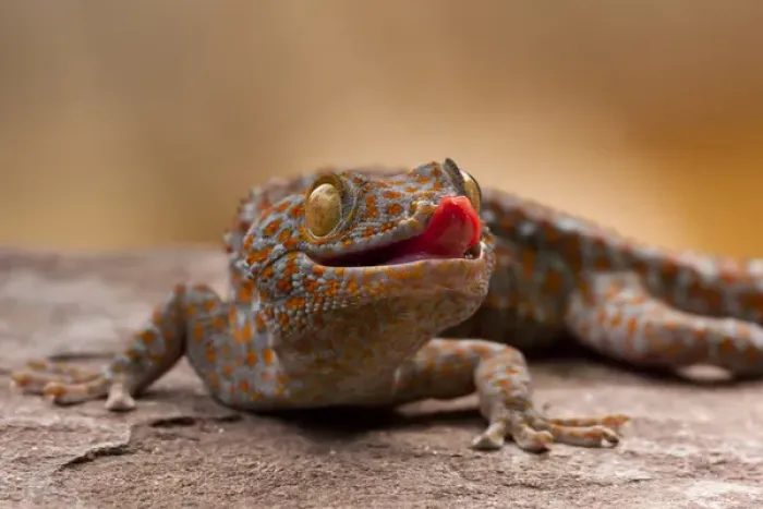 Framed Print : USA, North Carolina. Close-up of tokay gecko on rock