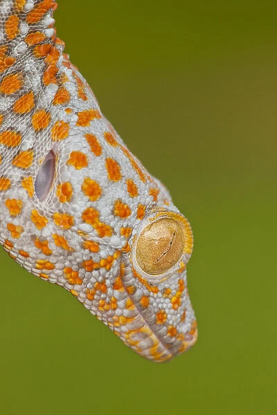 USA, North Carolina. Close-up of tokay geckos head