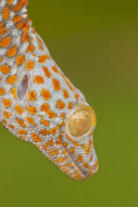 Framed Print : USA, North Carolina. Close-up of tokay geckos head Framed Print : USA, North Carolina. Close-up of tokay geckos head