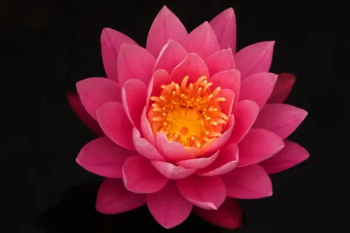Framed Print : USA; North Carolina; Close-up waterlily