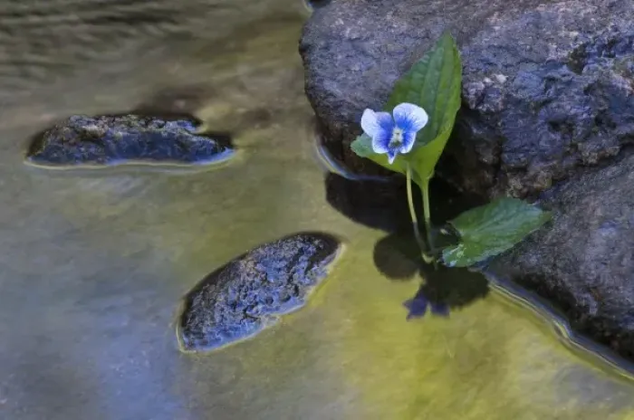 Framed Print : USA, North Carolina. Early spring flower grows from stream next to rocks Framed Print : USA, North Carolina. Early spring flower grows from stream next to rocks