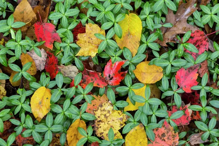 Framed Print : USA, North Carolina. Fall leaves close-up. ©Don Paulson  /  Jaynes Gallery  /  DanitaDelimont.com