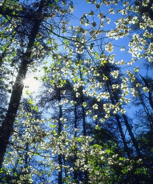 USA; North Carolina; Flowering Dogwood Trees in Fall Creek Falls State Park