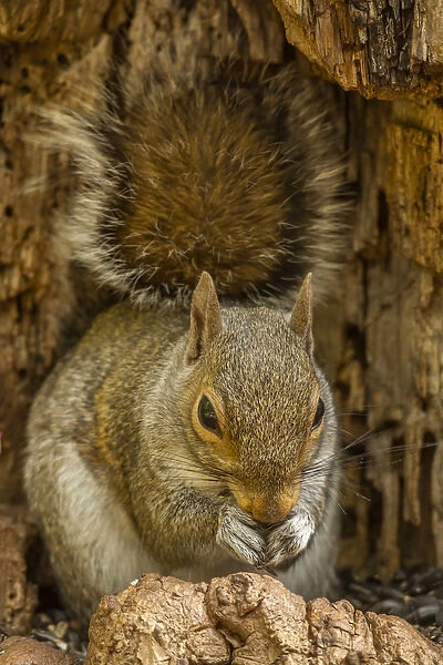 USA, North Carolina. Gray squirrel eating