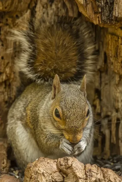 Framed Print : USA, North Carolina. Gray squirrel eating Framed Print : USA, North Carolina. Gray squirrel eating
