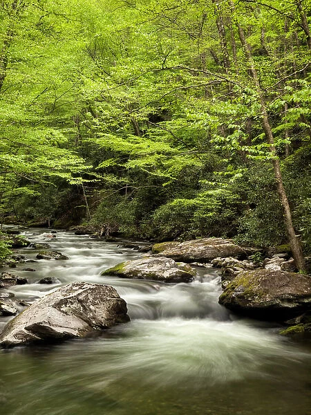 USA, North Carolina, Great Smoky Mountains National Park, Straight Fork flows through