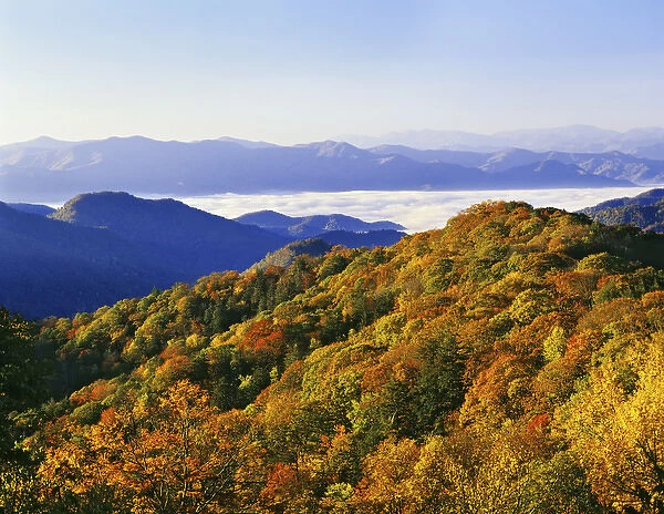 USA, North Carolina, Great Smoky Mountains National Park. Forest in autumn color
