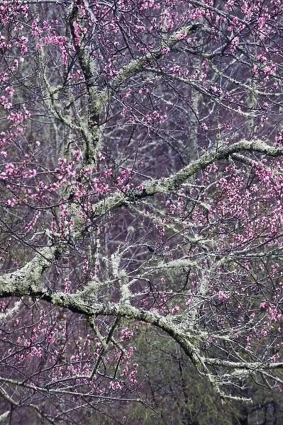 USA, North Carolina, Great Smoky Mountains National Park. Cherry blossom tree in
