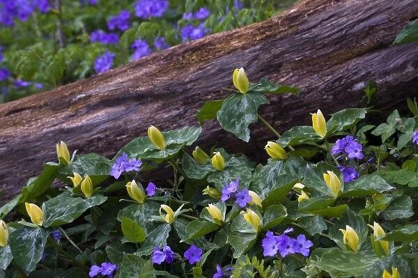 USA, North Carolina, Great Smoky Mountains National Park. Yellow trillium and purple phlox