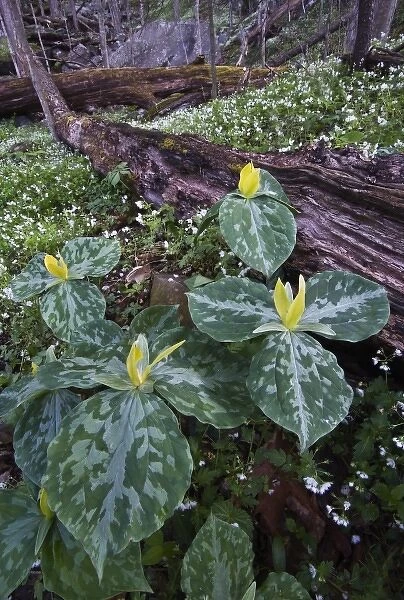 USA, North Carolina, Great Smoky Mountains National Park. Yellow trillium and white-fringed