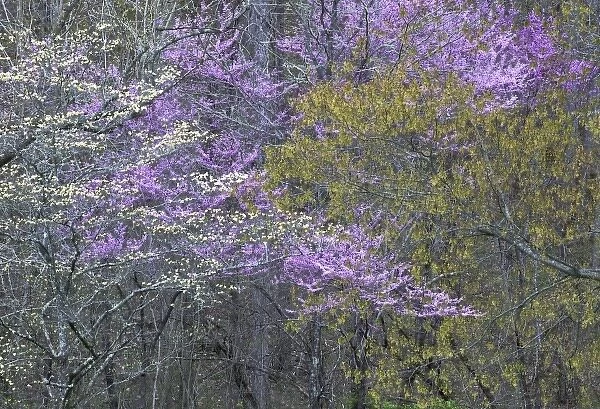 USA, North Carolina, Great Smoky Mountains National Park. Dogwood and redbud trees