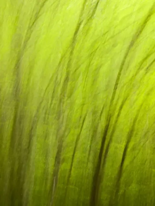 Framed Print : USA, North Carolina, Great Smoky Mountains National Park, Abstract of trees created Framed Print : USA, North Carolina, Great Smoky Mountains National Park, Abstract of trees created