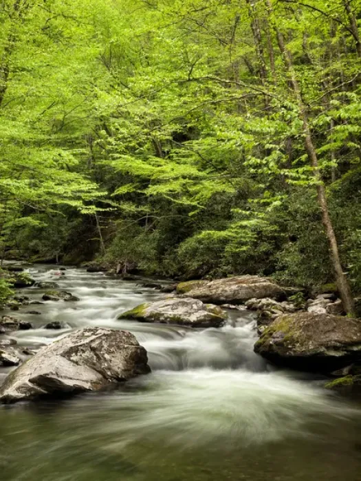 Framed Print : USA, North Carolina, Great Smoky Mountains National Park, Straight Fork flows through Framed Print : USA, North Carolina, Great Smoky Mountains National Park, Straight Fork flows through