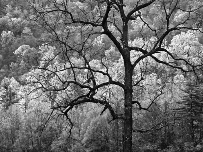 Framed Print : USA, North Carolina, Great Smoky Mountains National Park, Dawns early light Framed Print : USA, North Carolina, Great Smoky Mountains National Park, Dawns early light