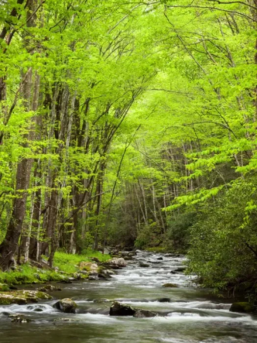 Framed Print : USA, North Carolina, Great Smoky Mountains National Park, Straight Fork flows through Framed Print : USA, North Carolina, Great Smoky Mountains National Park, Straight Fork flows through