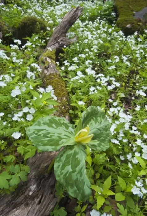 Framed Print : USA, North Carolina, Great Smoky Mountains National Park. Trillium flowers growing out of log