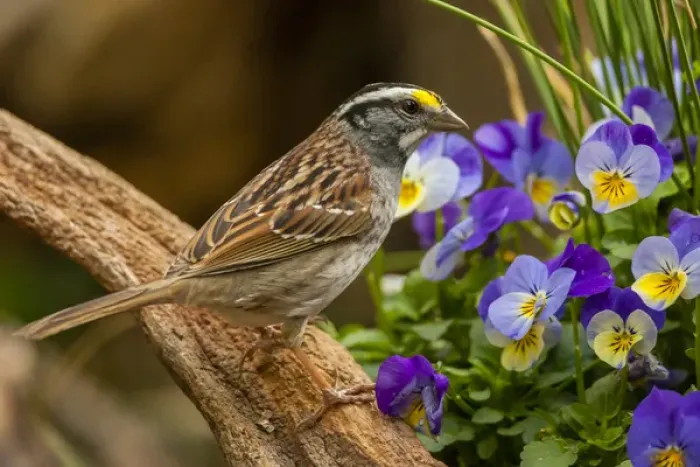 Framed Print : USA, North Carolina, Guilford County. White-throated sparrow on limb