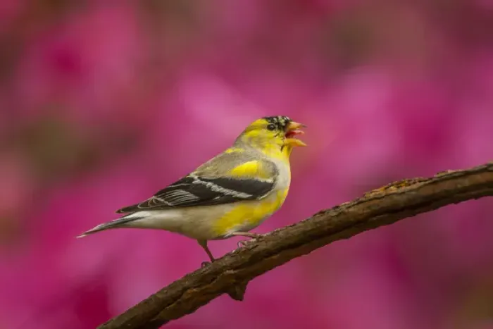 Framed Print : USA, North Carolina, Guilford County. American goldfinch singing