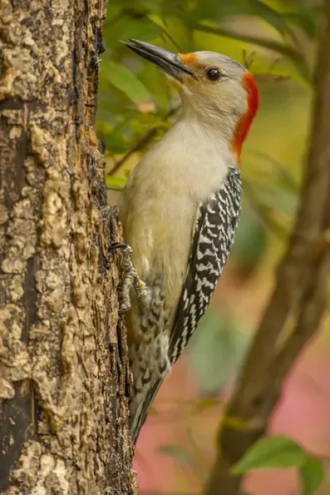 Framed Print : USA, North Carolina, Guilford County. Red-bellied woodpecker on tree Framed Print : USA, North Carolina, Guilford County. Red-bellied woodpecker on tree