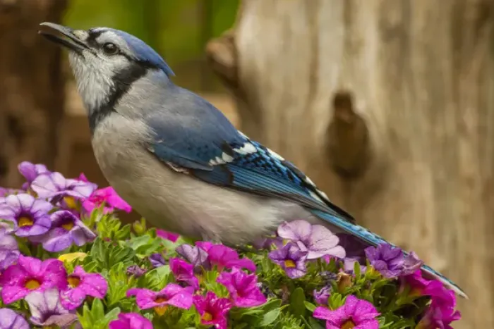 Framed Print : USA, North Carolina, Guilford County. Close-up of blue jay Framed Print : USA, North Carolina, Guilford County. Close-up of blue jay