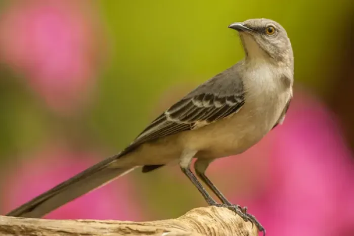 Framed Print : USA, North Carolina, Guilford County. Close-up of mockingbird