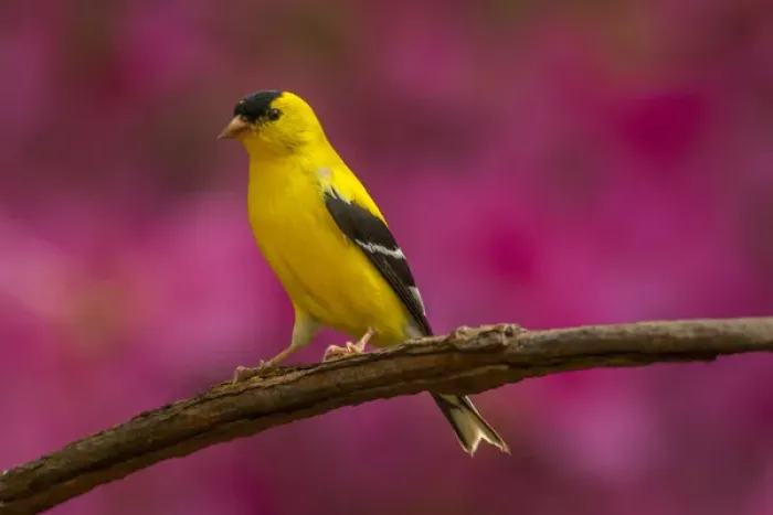 Framed Print : USA, North Carolina, Guilford County. Close-up of American goldfinch Framed Print : USA, North Carolina, Guilford County. Close-up of American goldfinch