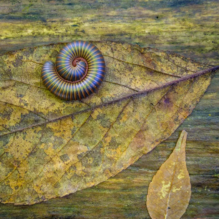 Framed Print : USA, North Carolina, Joyce Kilmer Memorial Forest. Centipede on a leaf. Credit as Framed Print : USA, North Carolina, Joyce Kilmer Memorial Forest. Centipede on a leaf. Credit as