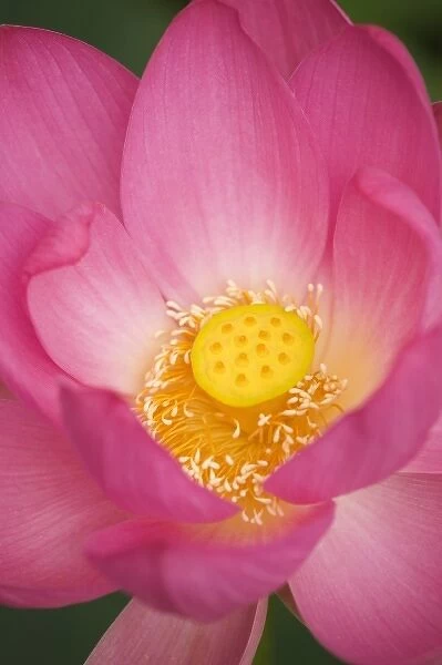 USA; North Carolina; Lotus blooming in the summer
