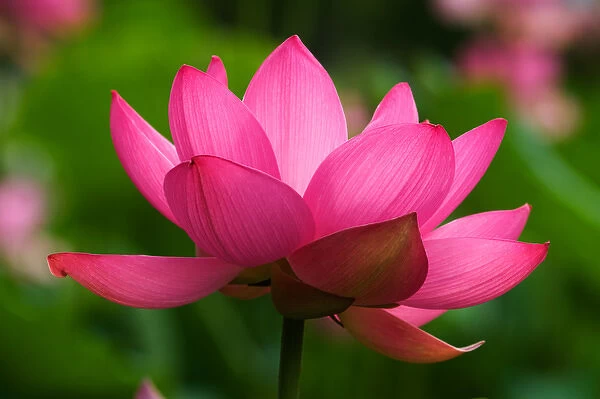 USA; North Carolina; Lotus blossom