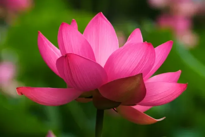 Framed Print : USA; North Carolina; Lotus blossom Framed Print : USA; North Carolina; Lotus blossom