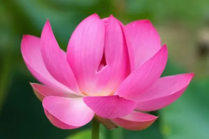 Framed Print : USA; North Carolina; Lotus blossom