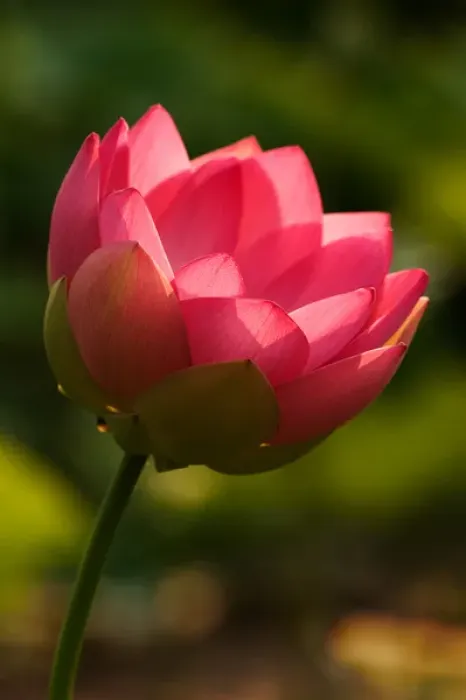 Framed Print : USA; North Carolina; Lotus blossom with backlighting